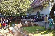 Erntedankmarkt
