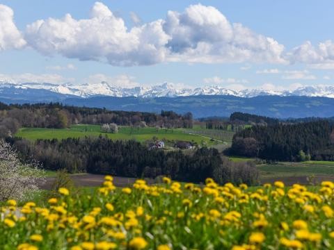 Grünkraut_Landschaft_Frühjahr_0015