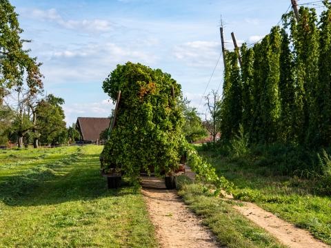 Grünkraut_Landschaft_Sommer_Hopfenernte_0007