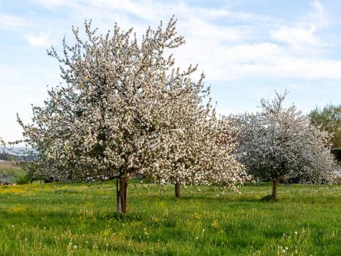 Hochstamm im Frühjahr mit Blüten