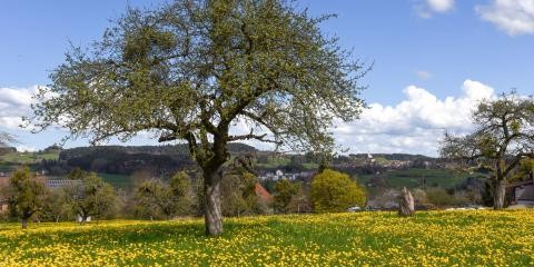 Landschaft mit Hochstamm-Obstbäumen